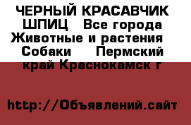 ЧЕРНЫЙ КРАСАВЧИК ШПИЦ - Все города Животные и растения » Собаки   . Пермский край,Краснокамск г.